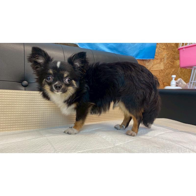 成約済の兵庫県のチワワ(ロングコート)-378076の5枚目